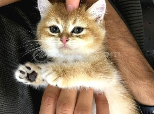 British Shorthair Golden Yavru Beyoğlu görsel