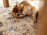 British shorthair golden yavru Beyoğlu