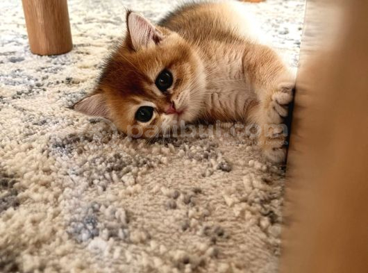 British shorthair golden yavru Beyoğlu
