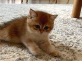 British Shorthair Golden Yavru Beyoğlu