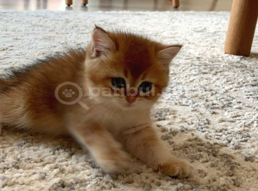 British Shorthair Golden Yavru Beyoğlu görsel
