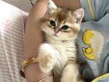 British Shorthair Golden Yavru Beyoğlu