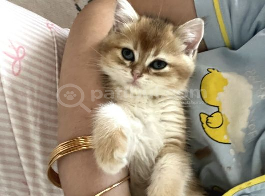 British Shorthair Golden Yavru Beyoğlu görsel