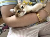 British Shorthair Golden Yavru Beyoğlu