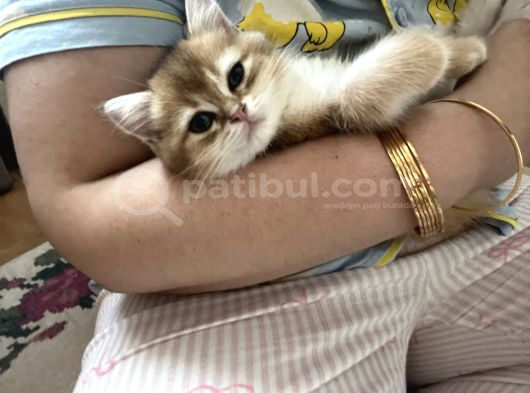 British Shorthair Golden Yavru Beyoğlu görsel