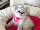 British Shorthair Dişi Yavrumuza Yuva Uyguna