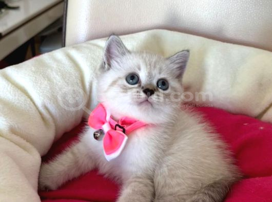British Shorthair Dişi Yavrumuza Yuva Uyguna görsel
