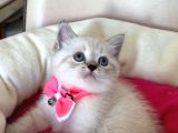 British Shorthair Dişi Yavrumuza Yuva Uyguna
