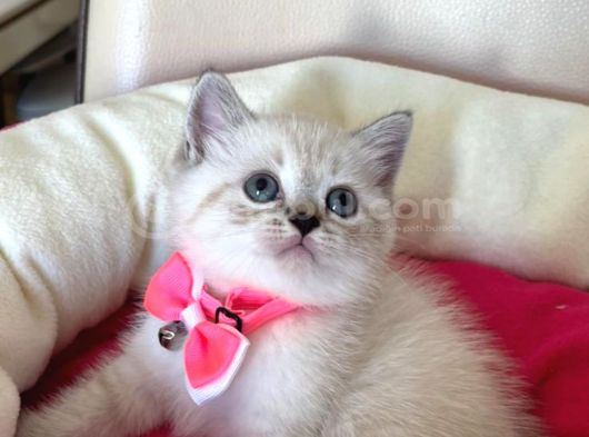 British Shorthair Dişi Yavrumuza Yuva Uyguna görsel