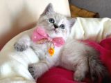 British Shorthair Dişi Yavrumuza Yuva Uyguna