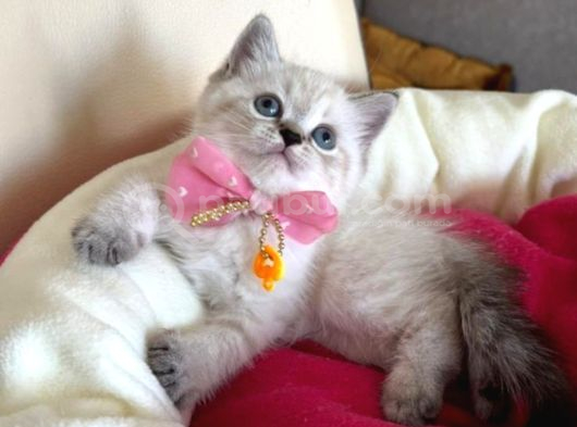 British Shorthair Dişi Yavrumuza Yuva Uyguna görsel