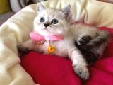 British Shorthair Dişi Yavrumuza Yuva Uyguna