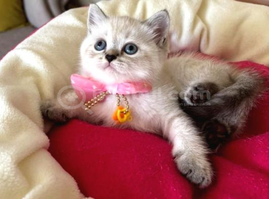 British Shorthair Dişi Yavrumuza Yuva Uyguna görsel