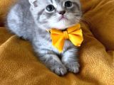 Scottish Fold Erkek Yavrumuza Yuva Uyguna Ist