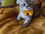 Scottish Fold Erkek Yavrumuza Yuva Uyguna Ist