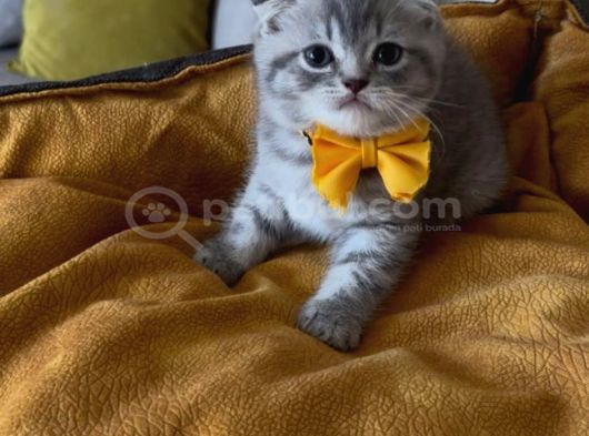 Scottish Fold Erkek Yavrumuza Yuva Uyguna Ist görsel