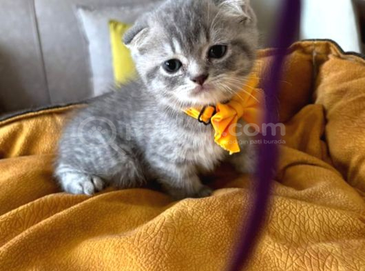Scottish Fold Erkek Yavrumuza Yuva Uyguna Ist