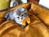 Scottish Fold Erkek Yavrumuza Yuva Uyguna Ist