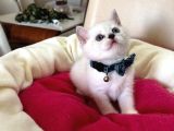 British Shorthair Erkek Yavrumuza Yuva Uyguna Eyüp
