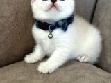 British Shorthair Erkek Yavrumuza Yuva Uyguna Eyüp
