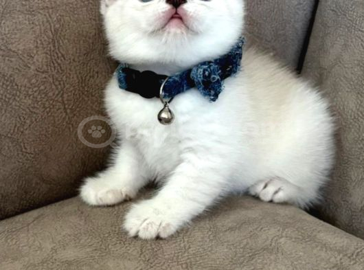 British Shorthair Erkek Yavrumuza Yuva Uyguna Eyüp görsel