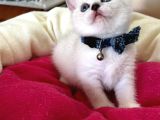 British Shorthair Erkek Yavrumuza Yuva Uyguna Eyüp