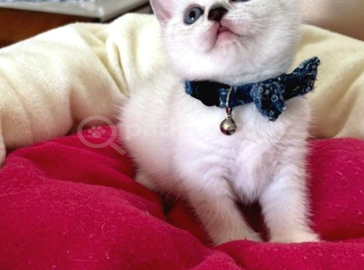 British Shorthair Erkek Yavrumuza Yuva Uyguna Eyüp görsel