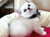 British Shorthair Erkek Yavrumuza Yuva Uyguna Eyüp