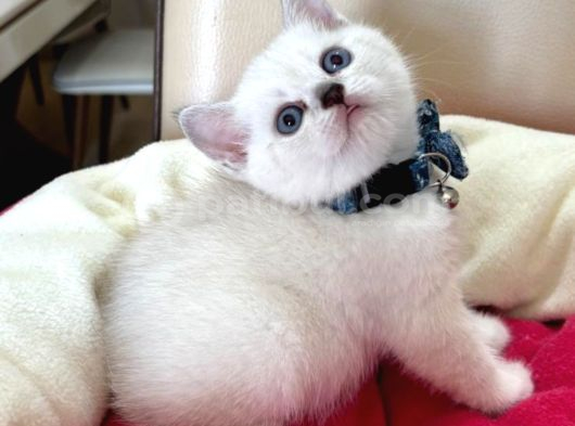 British Shorthair Erkek Yavrumuza Yuva Uyguna Eyüp