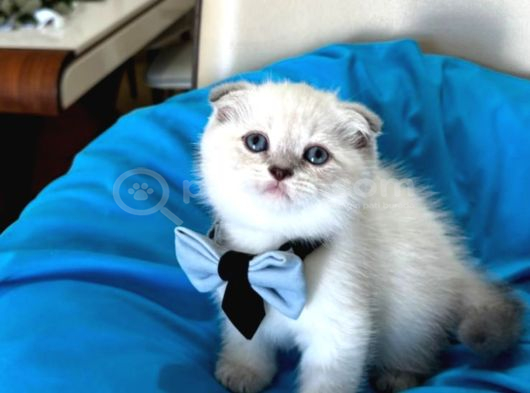 Scottish Fold Erkek Yavrumuza Yuva Uyguna görsel