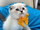 Scottish Fold Erkek Yavrumuza Yuva Uyguna