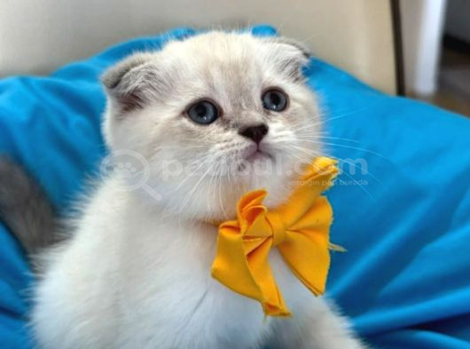 Scottish Fold Erkek Yavrumuza Yuva Uyguna görsel