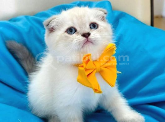 Scottish Fold Erkek Yavrumuza Yuva Uyguna görsel