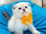 Scottish Fold Erkek Yavrumuza Yuva UYGUNA