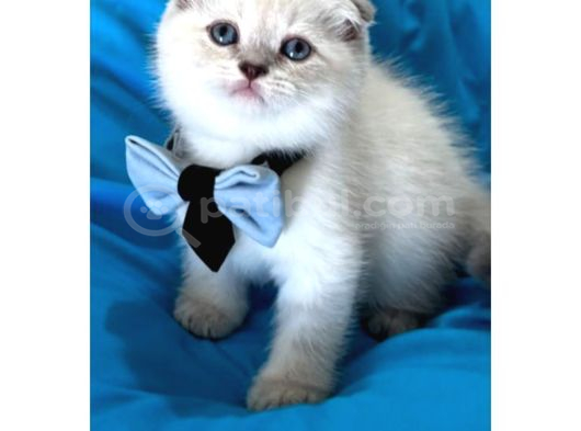 Scottish Fold Erkek Yavrumuza Yuva Uyguna görsel