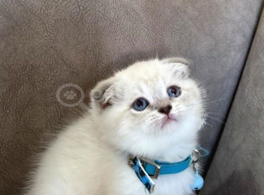 Scottish Fold Erkek Yavrumuza Yuva Uyguna görsel