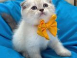 Scottish Fold Erkek Yavrumuza Yuva Uyguna