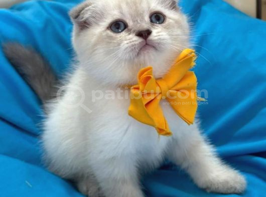 Scottish Fold Erkek Yavrumuza Yuva Uyguna görsel