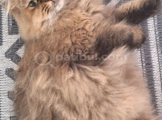 Golden Ve Black Golden Yavru Ve Anneyi Sahiplendiriyorum görsel