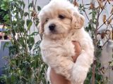 Dünyalar Tatlısı Maltipoo