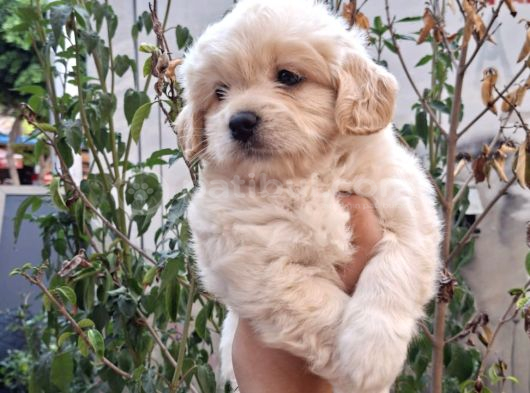 Dünyalar Tatlısı Maltipoo görsel