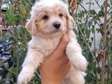 Dünyalar tatlısı maltipoo