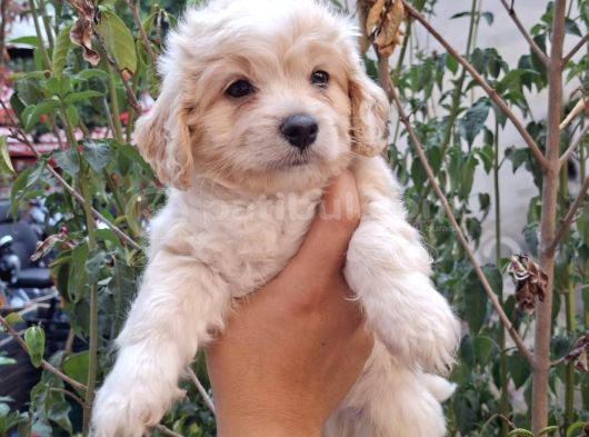 Dünyalar Tatlısı Maltipoo