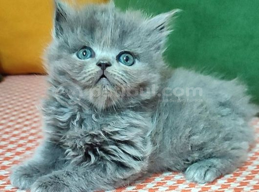 Show Kali̇te Bebekler görsel