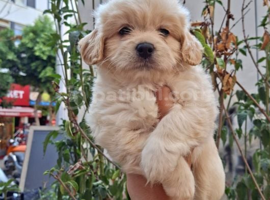 Dünyalar Tatlısı Maltipoo görsel