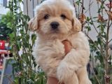 Dünyalar Tatlısı Maltipoo