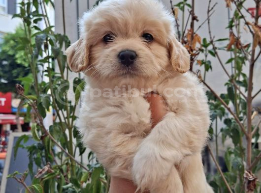Dünyalar Tatlısı Maltipoo görsel