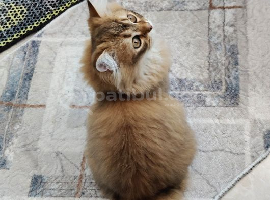 Safkan British görsel