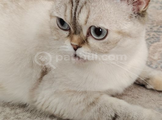 Safkan British görsel