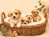 SEVGİ DOLU MALTİPOO YAVRULARDA KAÇMAZ FIRSAT